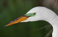 Great Egret (Ardea alba) photo