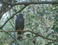 Crane Hawk (Geranospiza caerulescens) photo