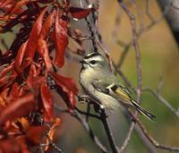 Golden-crowned Kinglet (Regulus satrapa) photo