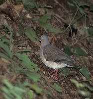 Gray-headed Dove (Leptotila plumbeiceps) photo