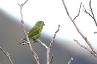 Orange-chinned Parakeet - Brotogeris jugularis