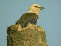 Blue-bellied Roller - Coracias cyanogaster