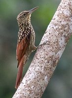 Black-striped Woodcreeper - Xiphorhynchus lachrymosus