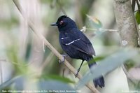 White-shouldered Fire-eye - Pyriglena leucoptera