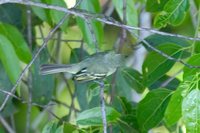 Olive-green Tyrannulet - Phylloscartes virescens