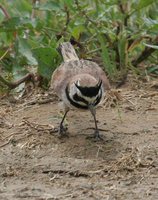 Horned Lark - Eremophila alpestris