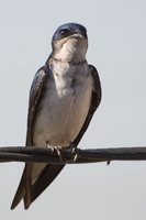 Gray-breasted Martin - Progne chalybea