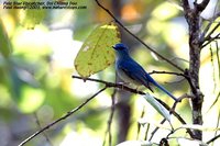 Pale Blue-Flycatcher - Cyornis unicolor