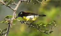 Purple-rumped Sunbird - Leptocoma zeylonica