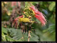 Mountain White-eye - Zosterops montanus