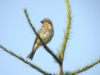 Purple Finch - Carpodacus purpureus