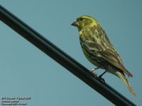 European Serin - Serinus serinus