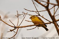 Yellow-fronted Canary - Serinus mozambicus