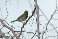 Yellow-faced Grassquit - Tiaris olivacea