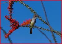 Brown-crested Flycatcher, Organ Pipe NM