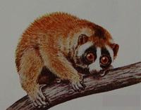 Sunda Loris (Nycticebus coucang)