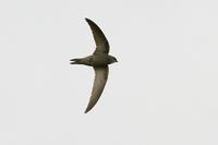 Pallid Swift