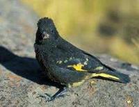 * Black Siskin