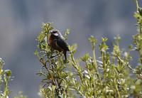 GIant Conebill Flickr