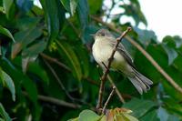 ...ycatcher or Alder Flycatcher - Empidonax trailli or Empidonax alnorum