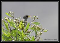 Slender-billed Finch 3