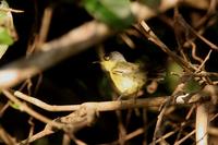 Common  tody-flycatcher   -   Todirostrum  cinereum