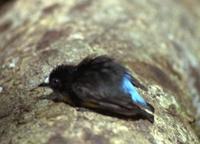 White-fronted manakin