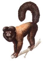 Cuxiú marrom de costas amarela (Chiropotes satanas chiropotes): Mamífero, alimenta-se de Folhas,...
