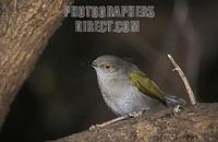 Grey backed Camaroptera , Camaroptera brevicaudata , Samburu National Reserve , Kenya stock phot...