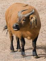 Congo Buffalo , Marwell Zoo , Hampshire , England stock photo