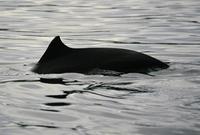 Harbour Porpoise