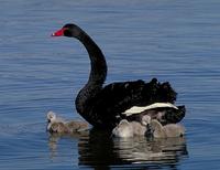 Black Swan