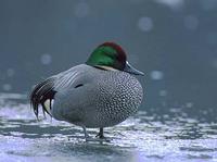 Falcated Duck (Anas falcata) photo