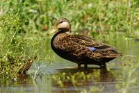 Mottled Duck (Anas fulvigula)