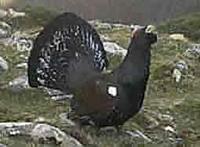 Capercaillie (Tetrao urogallus)