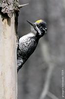 Three-toed Woodpecker (Picoides tridactylus tridactylus) - Adult male Poland © Grzegorz Leśniews...