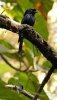 Greater Racket-tailed Drongo