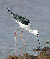 Black-winged Stilt p.118