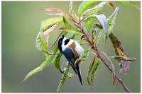 Black-throated Tit