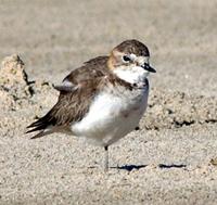 Double-banded Plover non-breeding