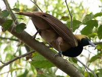 Raggiana Bird of Paradise