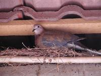 Senegal Dove Streptopelia senegalensis