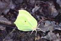 Gonepteryx rhamni