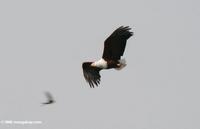 African fish eagle in flight