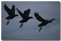 Triple Fowl Dance - Purple Swamphen