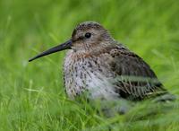 Dunlin (Calidris alpina)