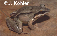 : Leptodactylus didymus