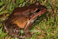 : Leptodactylus savagei; Savage's Thin-toed Frog