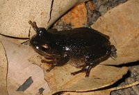 : Litoria ewingii; Whistling Tree Frog