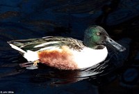 : Anas clypeata; Common Shoveler